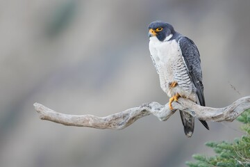 Wall Mural - Adorable peregrine falcon (Falco peregrinus) standing on a tree branch