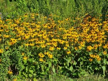 Field Of Black Eyed Susan Yellow Flowers With Grass On A Sunny Day