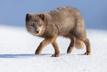 Sticker - Cute little brown arctic fox walking in the snow under the sun