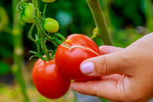 A Woman Holds A Cracked Tomato On A Bush In Her Hand.