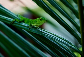 Poster - Closeup shot of a lizard on the leaves