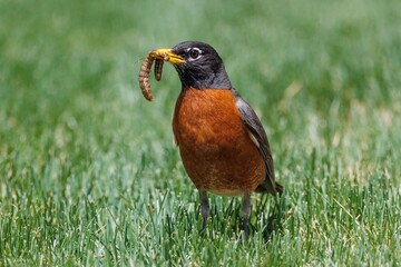 Wall Mural - Closeup shot of a robin with a worm in its mouth on a field