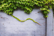 Virginia Creeper Or Ivy Wrowing On A Wall Of A House Backyard. Floral And Nature Background And Texture