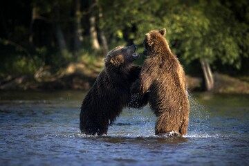 Closeup shot of two large brown bears fighting in a river water with blur background of green shore