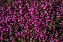 Top View Of The Erinus Flowers In The Meadow - Pink Floral Background