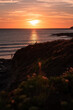 sunset on the beach seagull silhouette reflection backlit sea ocean cornwall coast