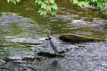 Sticker - Heron perched on a moss-covered rock, in the River Taff, Merthyr Tydfil, UK