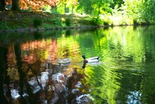 Mallard Ducks Swimming In The Pond