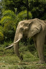 Wall Mural - Vertical shot of an African forest elephant in Ukumari Zoo, Colombia