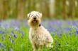 Soft-coated Wheaten Terrier sitting in grassy ground and looking at camera