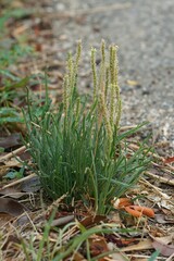 Wall Mural - Closeup on a buck's-horn plantain plant, Plantago coronopus