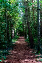 Poster - Vertical shot of a path in a dense forest of tall pine trees