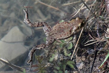 Poster - Closeup of a small frog swimming in the water with sunbeams