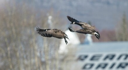 Poster - Flock of wild ducks on the lake