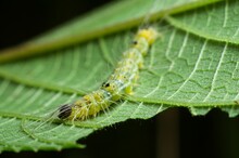 Macro Shot Of A Caterpillar Crawling On A Green Leaf