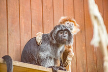 East Javan Langur Free Stock Photo - Public Domain Pictures