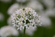 Closeup shot of blooming white common milkweed flowers