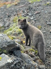 Poster - Vertical shot of a small Arctic fox on a rocky volcano in Iceland