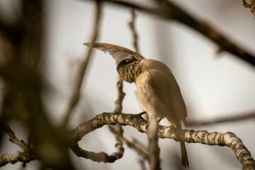 Wall Mural - Brown bird perching on a twig