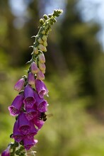Vertical Shot Of A Foxglove Flower Plant With A Bee Flying Around It
