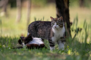 Closeup of two cute cats in the green meadow against trees