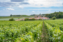 Vignes Dans Un Village De Champagne