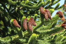 A Cluster Of Cones On A Pine Tree