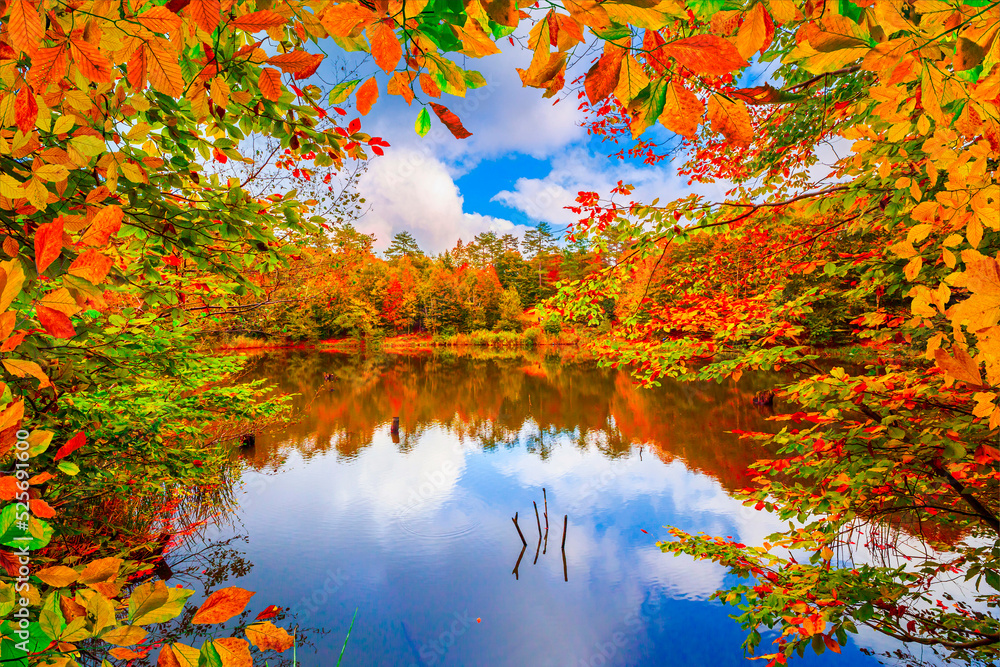 Fall’s Final Flourish: November Leaves Still Steal The Show