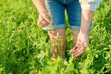 Fototapeta Mapy - Field with blooming alfalfa, woman hands touching plant.