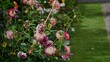 Leinwandbild Motiv English Garden Flower Border in Summer