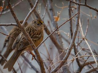 Wall Mural - Birds- Golden Crowned Sparrow, Smith Rock State Park, Oregon