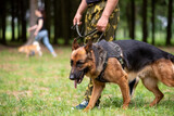 Fototapeta Zwierzęta - German Shepherd for a walk with the owner in the park.
