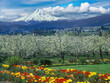 Mt Hood and pear trees in blossom with tulips blooming in foreground. Mount Hood, called Wy'east by the Multnomah tribe, is a potentially active volcano in Clackamas and Hood River counties.