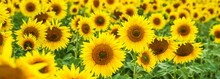 Background Of Sunflowers Field Close Up
