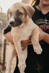 Wall Mural - Cute puppy being held