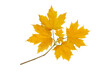 Maple tree branch with autumn yellow leaves isolated transparent png