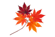 Japanese Maple Branch With Autumn Red Leaves Isolated Transparent Png