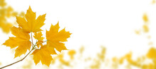 Maple Tree Branch With Yellow Autumn Leaves On The Fall Blurred Park Horizontal Background Isolated Transparent Png