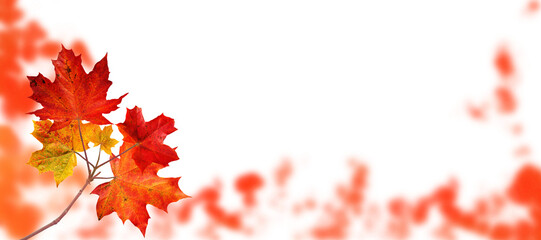 Wall Mural - Canada maple tree branch with red autumn leaves on the fall blurred park horizontal background isolated transparent png