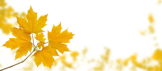 Wall Mural - Maple tree branch with yellow autumn leaves on the fall blurred park horizontal background isolated transparent png