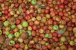 natural vegetative texture of green and red rotten apples in a heap