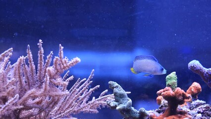 Wall Mural - Rare video of Splendid dottyback saltwater fish