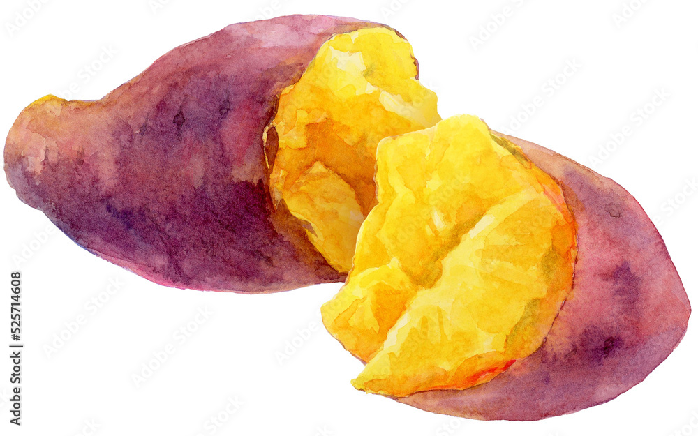 焼き芋 半分に割ったさつまいも 水彩画 Stock Illustration | Adobe Stock