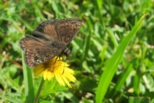 Duskywing Butterfly On A Yellow Flower, Closeup