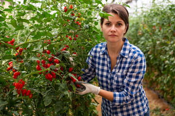 Wall Mural - Positive woman harvesting fresh red cherry tomatoes in greenhouse