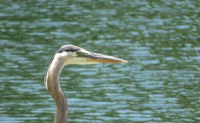 Wall Mural - Great blue heron head on green water background, closeup