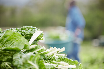 countryside spinach leaf farm in spring harvest, bokeh background, zoom green nature vegetables on f