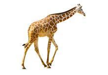 Giraffe Isolated Transparency Background.