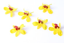 Beautiful  Yellow Orchid Closeup Isolated On White Background