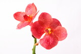Fototapeta Storczyk - Red orchids on white background